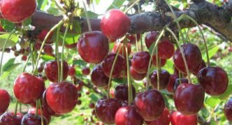 Сорта вишни для Подмосковья: описание с фото, отзывы