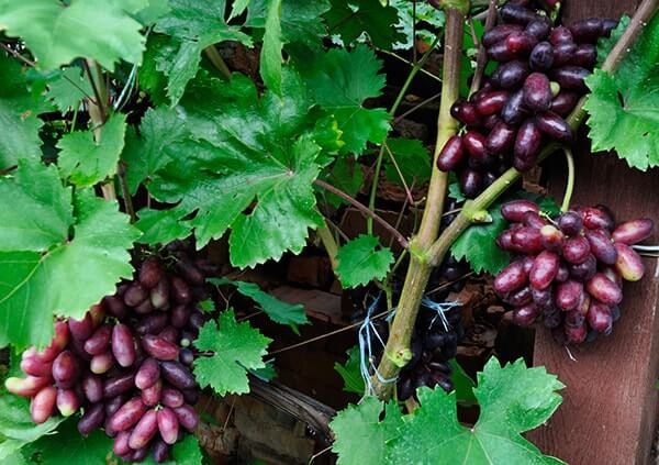 Виноград Изюминка: описание сорта, фото, отзывы