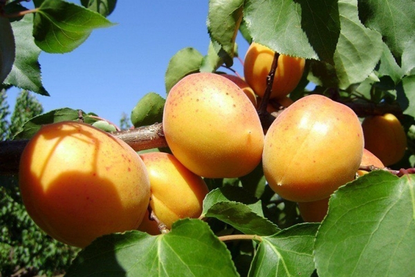 Описание сорта абрикоса Ананасный