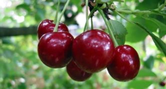 Сорта вишни для Подмосковья: описание с фото, отзывы