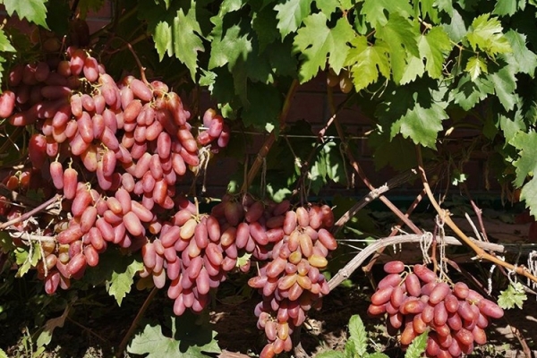 Описание сорта винограда Юбилей Новочеркасска