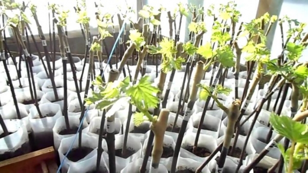 Проращивание черенков винограда: хранение зимой и способы прорастить в домашних условиях, видео