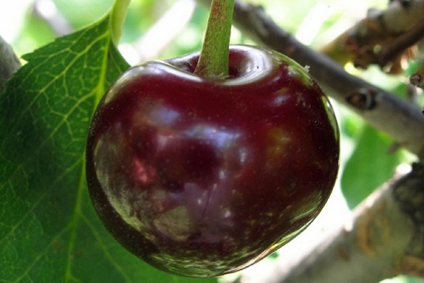 Описание сорта вишни Владимирская