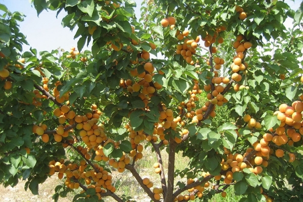Описание сорта абрикоса Ананасный