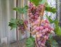 Виноград азалия: описание сорта, фото, отзывы