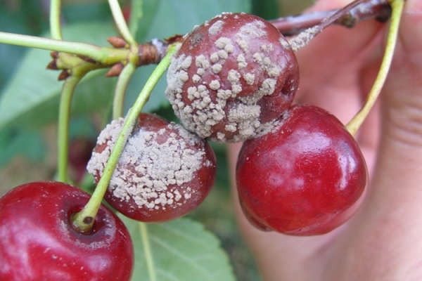 Описание сорта вишни Харитоновская