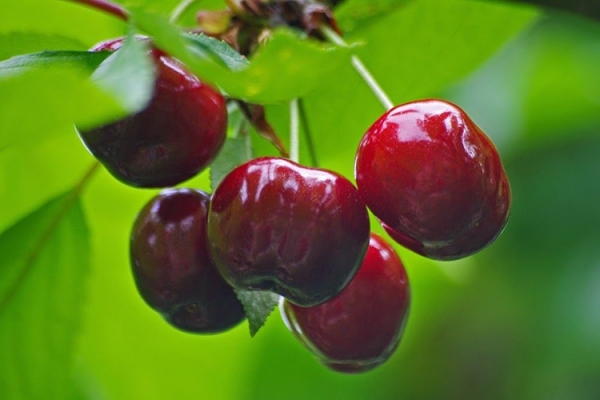 Описание сорта вишни Харитоновская