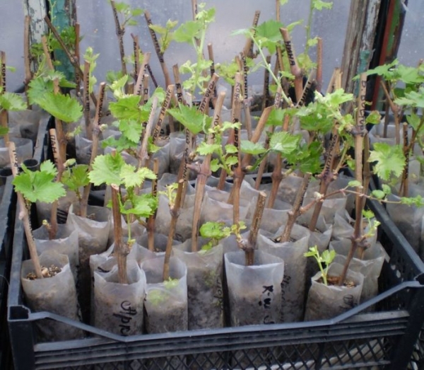 Как посадить виноград саженцами: когда лучше сделать - осенью или весной, способы посадки, видео