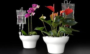 Организация автополива для комнатных растений своими руками: виды систем, их особенности, безопасность