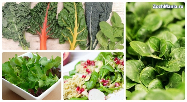 Ценный овощ: зачем включать в свой рацион салатные листья