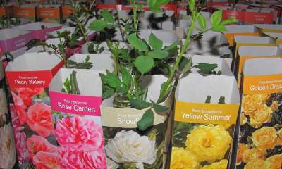 Советы опытных цветоводов, как убрать воск с саженцев розы