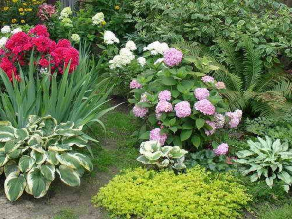 Гортензия садовая: сорта и фото метельчатой и древовидной гортензии, посадка и уход в открытом грунте