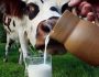 С какого возраста можно давать ребенку грудничку коровье молоко