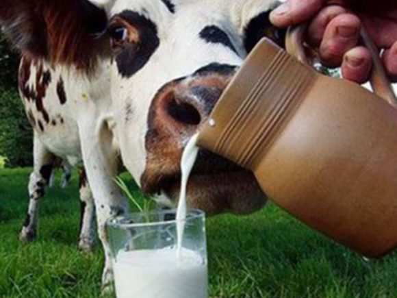 С какого возраста можно давать ребенку грудничку коровье молоко