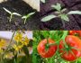 Вегетация растений — что это, и как в такой период они растут и развиваются