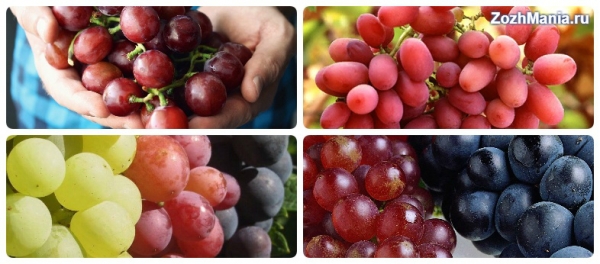 Какую пользу для здоровья дают красный виноград и его косточки