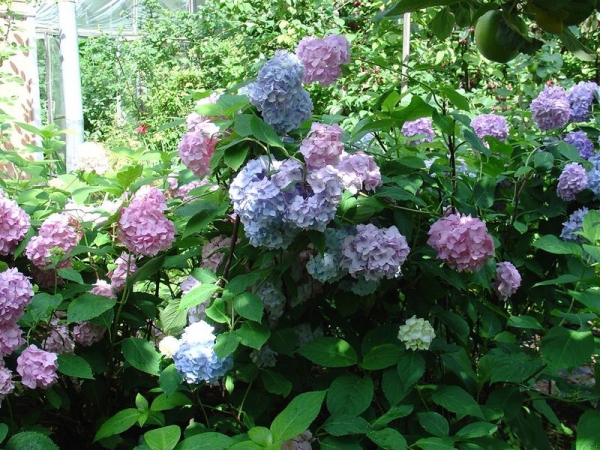 Гортензия садовая: сорта и фото метельчатой и древовидной гортензии, посадка и уход в открытом грунте