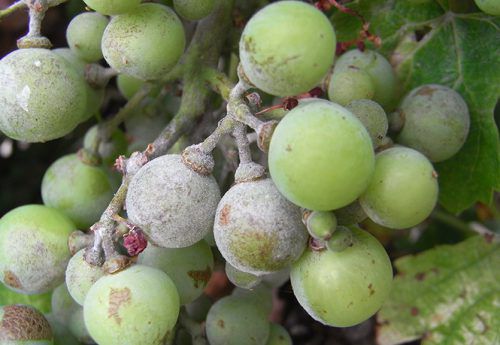 Как посадить виноград саженцами: когда лучше сделать - осенью или весной, способы посадки, видео