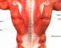Боль в спине — легкие стали причиной: могут ли болеть при воспалении и кашле или вдохе и раке или после курения с правой или с левой стороны в области спины сзади