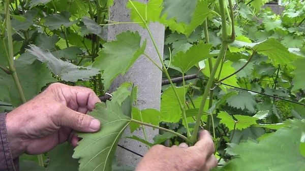 Весенние работы с виноградом: что нужно делать после зимы, советы для начинающих