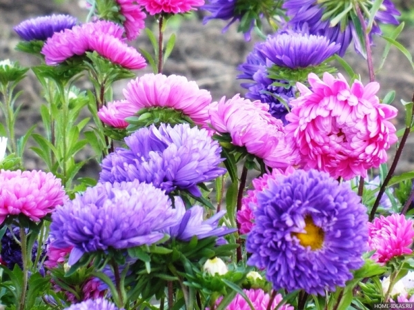 Астры: выращивание из семян и особенности ухода, фото пионовидных цветков
