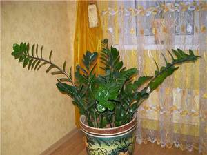 Замиокулькас: уход за цветком в домашних условиях, включающий правила полива и подбор субстрата, размножения