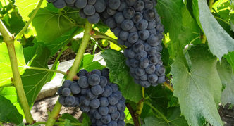 Сорта винограда для средней полосы России: фото с описанием, особенности выращивания