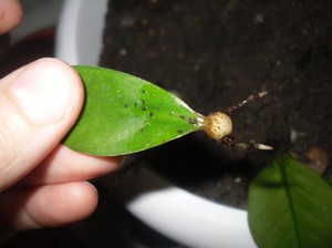 Выращивание замиокулькаса в домашних условиях: основные способы, размножение листом и ветками