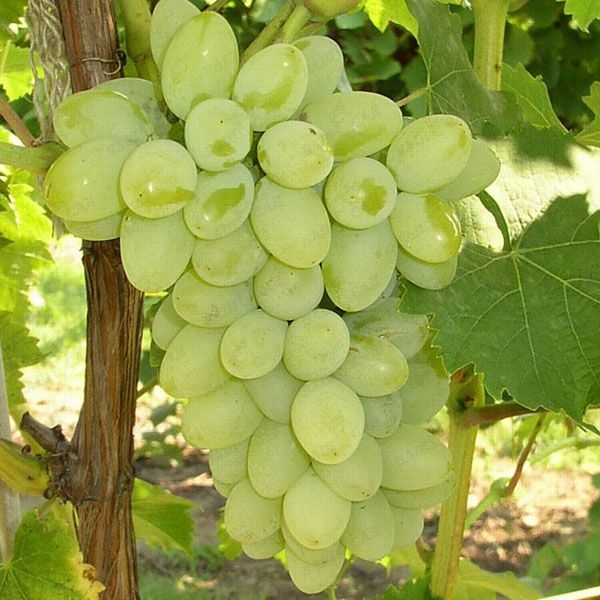 Сорта винограда для средней полосы России: фото с описанием, особенности выращивания