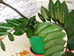 Пересадка замиокулькаса в домашних условиях: когда следует пересаживать растение в другой горшок, уход за ним