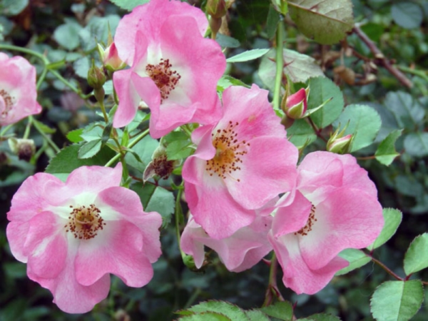 Зимостойкие плетистые розы: сорта цветущие все лето, агротехника выращивания