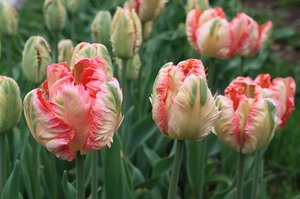 Виды и сорта (названия) тюльпанов: махровые и пионовидные, папугайные и лилейные, Фостера и Джезеппе Верди