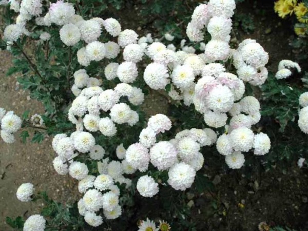 Садовые многолетние сорта кустовой хризантемы: выращивание и уход китайского сорта, фото растений