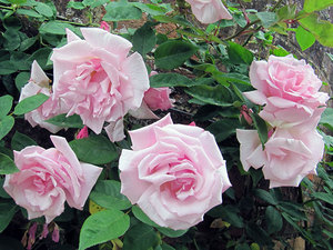 Зимостойкие плетистые розы: сорта цветущие все лето, агротехника выращивания