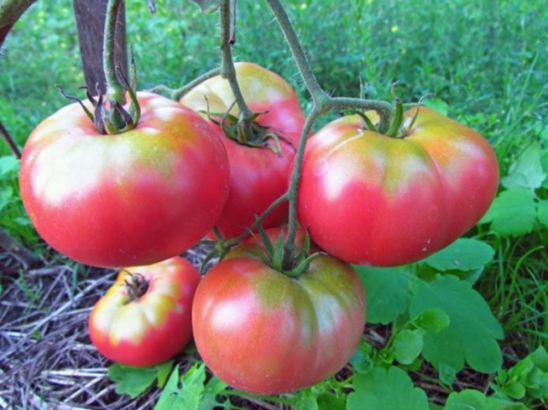 Как подготовить семена томатов к посеву на рассаду: нужно ли замачивать, как и чем обработать перед посадкой