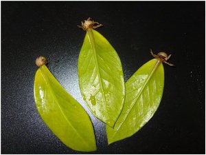 Выращивание замиокулькаса в домашних условиях: основные способы, размножение листом и ветками