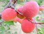 Описание сорта абрикоса Саратовский Рубин