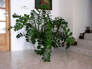 Выращивание замиокулькаса в домашних условиях: особенности, как ухаживать за растением