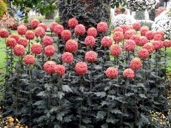 Садовые многолетние сорта кустовой хризантемы: выращивание и уход китайского сорта, фото растений