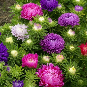 Астры: выращивание из семян и особенности ухода, фото пионовидных цветков