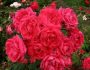Что это такой за вид — парковые розы: правила ухода, посадки и выращивания сорта, фото