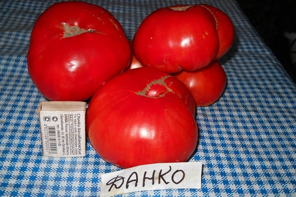 Описание сорта помидор Данко