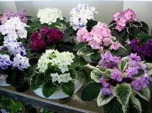 Каталог комнатных цветов, выращиваемых в домашних условиях, особенности ухода и фотогалерея растений