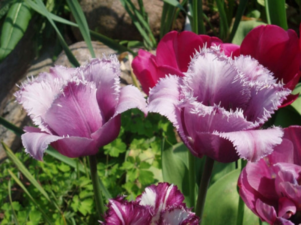 Виды и сорта (названия) тюльпанов: махровые и пионовидные, папугайные и лилейные, Фостера и Джезеппе Верди
