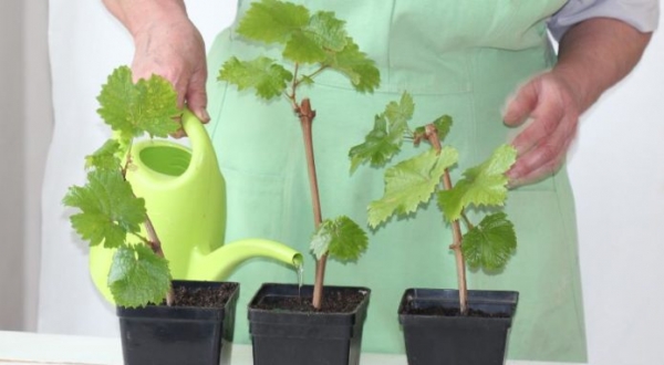 Как размножить виноград черенками: как правильно делать в домашних условиях, советы для начинающих