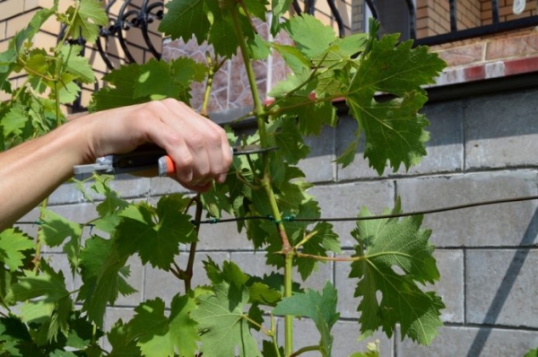 Как размножить виноград черенками: как правильно делать в домашних условиях, советы для начинающих