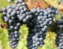 Сорта винограда для вина: особенности выращивания