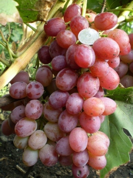 Виноград Ливия: описание сорта, фото, отзывы