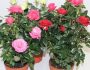 Как выращивать комнатные розы в домашних условиях: правила пересадки, размножение, особенности ухода