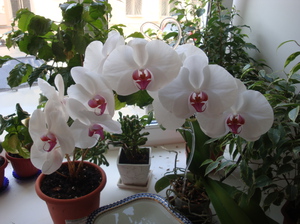 Как выращивать орхидеи в домашних условиях: рекомендации по уходу за растением